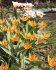 Тюльпан Престанс Шогун (Tulipa Praestans Shogun), 15 шт (разбор 9/10)