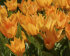 Тюльпан Престанс Шогун (Tulipa Praestans Shogun), 15 шт (разбор 9/10)