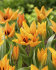 Тюльпан Престанс Шогун (Tulipa Praestans Shogun), 15 шт (разбор 9/10)