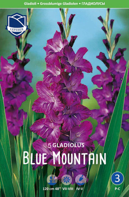 Гладиолус Блю Маунтин (Blue Mountain), 5 шт