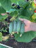 Огурец Темп F1, 5  шт семян