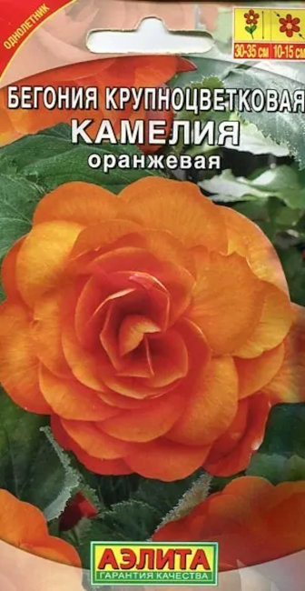 Бегония крупноцветковая Камелия оранжевая, 10 шт семян