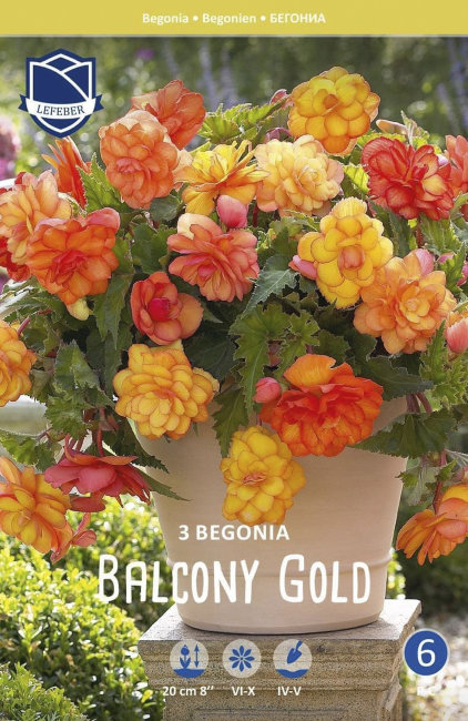 Бегония ампельная Балкони Голд (Balcony Gold), 3 шт