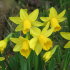 Нарцисс Тет-а-Тет (Narcissus Tete-a-Tete), 10 шт (разбор 11/12)