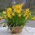 Нарцисс Тет-а-Тет (Narcissus Tete-a-Tete), 10 шт (разбор 11/12)