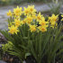 Нарцисс Тет-а-Тет (Narcissus Tete-a-Tete), 10 шт (разбор 11/12)