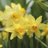 Нарцисс Тет-а-Тет (Narcissus Tete-a-Tete), 10 шт (разбор 11/12)