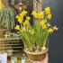 Нарцисс Тет-а-Тет (Narcissus Tete-a-Tete), 10 шт (разбор 11/12)