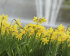 Нарцисс Тет-а-Тет (Narcissus Tete-a-Tete), 10 шт (разбор 11/12)