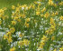 Нарцисс Тет-а-Тет (Narcissus Tete-a-Tete), 10 шт (разбор 11/12)