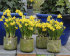 Нарцисс Тет-а-Тет (Narcissus Tete-a-Tete), 10 шт (разбор 11/12)