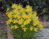 Нарцисс Тет-а-Тет (Narcissus Tete-a-Tete), 10 шт (разбор 11/12)