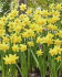 Нарцисс Тет-а-Тет (Narcissus Tete-a-Tete), 10 шт (разбор 11/12)