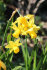 Нарцисс Тет-а-Тет (Narcissus Tete-a-Tete), 10 шт (разбор 11/12)