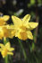 Нарцисс Тет-а-Тет (Narcissus Tete-a-Tete), 10 шт (разбор 11/12)