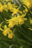 Нарцисс Тет-а-Тет (Narcissus Tete-a-Tete), 10 шт (разбор 11/12)