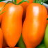 Томат Перцевидный оранжевый, 20 шт семян