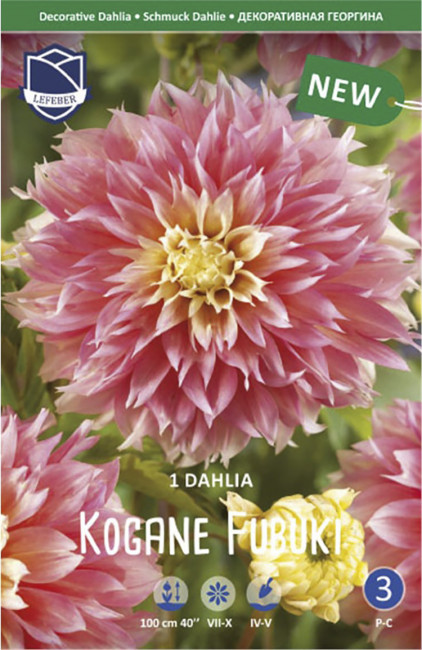 Георгина декоративная Коган Фубуки (Kogane Fubuki), 1 шт