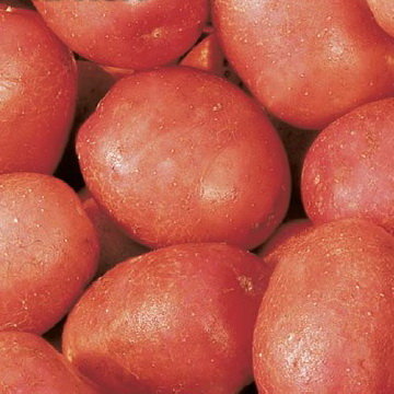 Картофель Краса (семена)