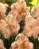 Нарцисс Эприкот Вирл (Narcissus Apricot Whirl), 5 шт (разбор 12/14)