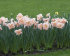 Нарцисс Эприкот Вирл (Narcissus Apricot Whirl), 5 шт (разбор 12/14)