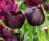 Тюльпан Куин оф Найт (Tulipa Queen of Night), 10 шт (разбор 12/14)
