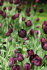 Тюльпан Куин оф Найт (Tulipa Queen of Night), 10 шт (разбор 12/14)