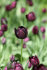 Тюльпан Куин оф Найт (Tulipa Queen of Night), 10 шт (разбор 12/14)