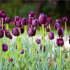 Тюльпан Куин оф Найт (Tulipa Queen of Night), 10 шт (разбор 12/14)