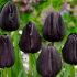 Тюльпан Куин оф Найт (Tulipa Queen of Night), 10 шт (разбор 12/14)