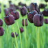 Тюльпан Куин оф Найт (Tulipa Queen of Night), 10 шт (разбор 12/14)