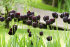 Тюльпан Куин оф Найт (Tulipa Queen of Night), 10 шт (разбор 12/14)