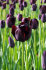 Тюльпан Куин оф Найт (Tulipa Queen of Night), 10 шт (разбор 12/14)