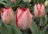 Тюльпан Биг Чиф (Tulipa Big Chief), 15 шт (разбор 14/16!)