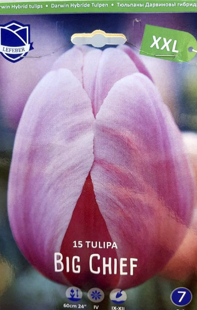 Купить тюльпан биг чиф (tulipa big chief), 15 шт (разбор 14/16!) по цене  970 руб. в интернет магазине 