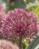 Аллиум Невскианум (Allium nevskianum), 3 шт (разбор 14/16)