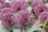Аллиум Невскианум (Allium nevskianum), 3 шт (разбор 14/16)
