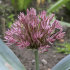 Аллиум Невскианум (Allium nevskianum), 3 шт (разбор 14/16)