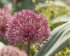 Аллиум Невскианум (Allium nevskianum), 3 шт (разбор 14/16)