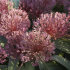 Аллиум Невскианум (Allium nevskianum), 3 шт (разбор 14/16)