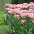 Тюльпан Анжелик (Tulipa Angelique), 10 шт (разбор 11/12)