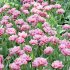 Тюльпан Анжелик (Tulipa Angelique), 10 шт (разбор 11/12)