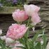 Тюльпан Анжелик (Tulipa Angelique), 10 шт (разбор 11/12)