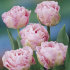 Тюльпан Анжелик (Tulipa Angelique), 10 шт (разбор 11/12)