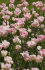 Тюльпан Анжелик (Tulipa Angelique), 10 шт (разбор 11/12)