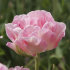 Тюльпан Анжелик (Tulipa Angelique), 10 шт (разбор 11/12)