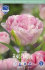 Тюльпан Анжелик (Tulipa Angelique), 10 шт (разбор 11/12)