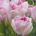 Тюльпан Анжелик (Tulipa Angelique), 10 шт (разбор 11/12)