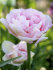 Тюльпан Анжелик (Tulipa Angelique), 10 шт (разбор 11/12)