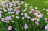 Тюльпан Анжелик (Tulipa Angelique), 10 шт (разбор 11/12)